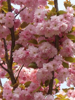 Prunus serrulata ''Kanzan'' v polnem cvetu