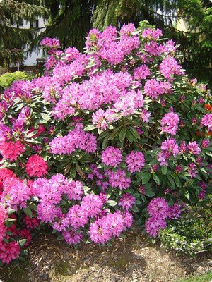 Tudi rododendroni (Rhododendron sp.) že cvetijo
